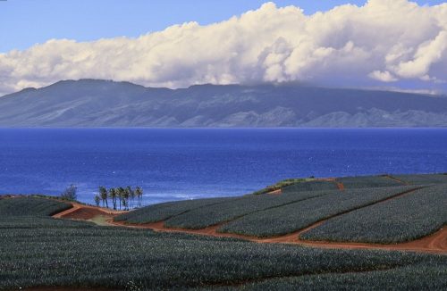 Horizontal landscape scene on the island of Maui, Hawaii. Taken from the top of a hill, the photo provides a sweeping view of pineapple fields in the foreground and the island of Molokai on the distant horizon. Five distinct horizontal bands stripe across the image. Deep green pineapple fields, interlaced with terracotta colored access roads, comprise the lower third of the photo. Six tall palm trees form a tight cluster on the edge of the fields in the left third of the image half a mile away. Above the pineapple fields the blue Pacific Ocean, freckled by occasional tiny whitecaps, forms the straits between Maui and Molokai. In the upper third of the image, Molokai’s bluish-gray mountains—the world’s highest sea cliffs—rise from the ocean to reach an altitude of over 3,000 feet. Thick white cumulous clouds hover at the crest of the mountain ridgeline. Light blue sky forms the final band of color at the top of the photo.