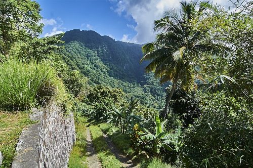 This portrait landscape photo is taken from the ridge of a steep mountainside on the island of St. Lucia in the Caribbean. A stone wall on the left side of the image, which is perpendicular to the camera, follows a two-track road, just below it, off into the distance. Bright green grass in the middle and on both sides of the two-track, provides a series of stripes in the foreground. The mountainside disappears down to the right through palm trees and jungle foliage. About half a mile away another mountain peaks in front of a bright blue sky. In addition to the blue sky and gray stone wall, there are 100 different shades of green throughout the photo, ranging from grass green to dark teal on the distant mountain, which is partially darkened by an overhead cloud.