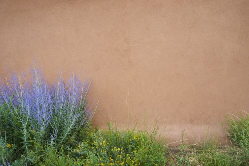 North America, United States, New Mexico, Sante Fe. Lavender and yellow flowers in front of an adobe stucco wall.